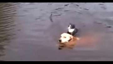 A cat is about to drown , dog jumps into the water to rescue a cat! A cat is about to drown , dog jumps into the water to rescue a cat!