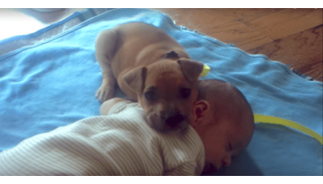Abandoned Puppy Finally Finds Comfort With Human Baby Abandoned Puppy Finally Finds Comfort With Human Baby