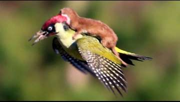 Adorable Footage Of A Weasel Riding A Woodpecker Adorable Footage Of A Weasel Riding A Woodpecker