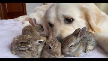 Baby Bunnies Think This Golden Retriever Is Their Mother, The Dog Happily Takes Responsibility