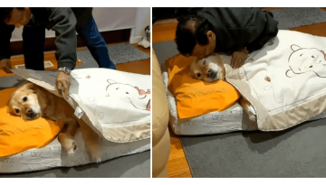 Dad Who Didn’t Want Dog Now Tucks Him In Every Single Night Dad Who Didn’t Want Dog Now Tucks Him In Every Single Night