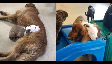 Dog Always Befriends Fluffiest Dogs At Day Care So She Can Nap On Them Dog Always Befriends Fluffiest Dogs At Day Care So She Can Nap On Them