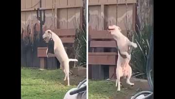 Dog Caught Playing On Backyard Swing Is The Happiest Thing You'll See All Day Dog Caught Playing On Backyard Swing Is The Happiest Thing You'll See All Day