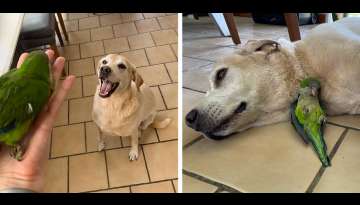 Dog Saves A Baby Bird And Decides He’s Her Big Brother Now Dog Saves A Baby Bird And Decides He’s Her Big Brother Now