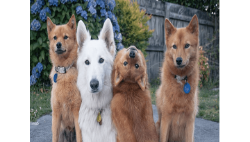 “Exorcist Dog” Photobombs Family Pictures In Cutest Way “Exorcist Dog” Photobombs Family Pictures In Cutest Way