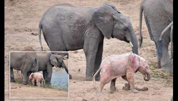 Extremely Rare Baby Pink Elephant Filmed In South African Wildlife Park