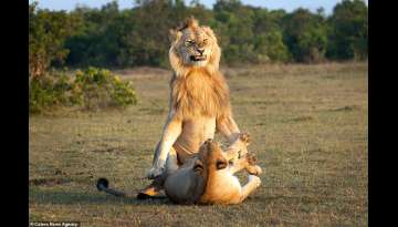 Funny Face Expression Of A Lion Proudly Mating With His Lioness