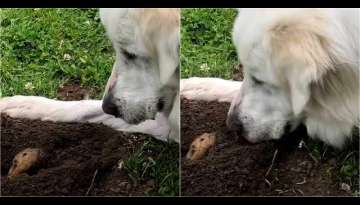 Gentle Great Pyrenees Befriends A Bunch Of Gophers In Her Local Park Gentle Great Pyrenees Befriends A Bunch Of Gophers In Her Local Park
