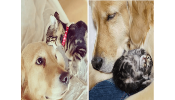 Golden Retriever Falls In Love With Tiny Kitten Who Was Rejected By Mother Golden Retriever Falls In Love With Tiny Kitten Who Was Rejected By Mother