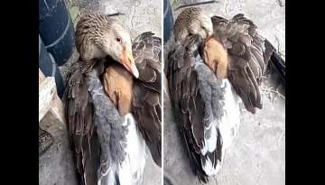 Heartwarming Image Of A Goose Warming Up A Shivering Cold Puppy Heartwarming Image Of A Goose Warming Up A Shivering Cold Puppy