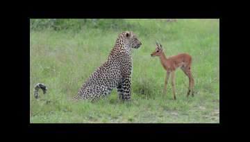 Incredible footage of leopard behaviour during impala kill Incredible footage of leopard behaviour during impala kill