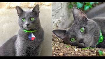 Meet Pickley – The Cat With The Most Extraordinary Emerald-Green Eyes