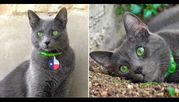 Meet Pickley – The Cat With The Most Extraordinary Emerald-Green Eyes Meet Pickley – The Cat With The Most Extraordinary Emerald-Green Eyes