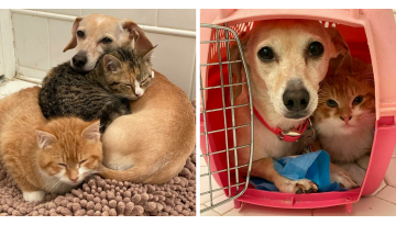 Meet The Adorable Dog Who Plays The Mommy Role So Perfectly For Two Little Shy Kittens Meet The Adorable Dog Who Plays The Mommy Role So Perfectly For Two Little Shy Kittens