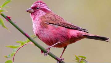 Meet The Rosefinches, The Little Birds With A Gorgeous Pink Coloring (Gallery) Meet The Rosefinches, The Little Birds With A Gorgeous Pink Coloring (Gallery)