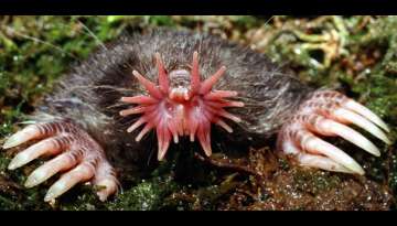 Oddities of Nature Oddities of Nature