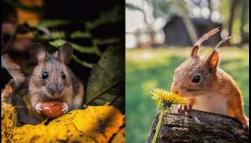 Photos Of This Talented Man Show All The Magic Of Finnish Forests Photos Of This Talented Man Show All The Magic Of Finnish Forests