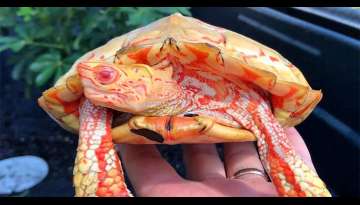 Rare Albino Turtles Look Like Little Fiery Dragons Rare Albino Turtles Look Like Little Fiery Dragons