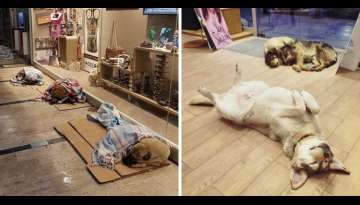 Shop Owners Open Their Doors To Homeless Dogs To Protect Them From Freezing Weather Shop Owners Open Their Doors To Homeless Dogs To Protect Them From Freezing Weather