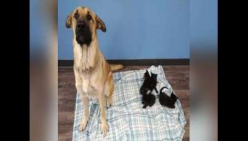 Stray Dog Found Curled Up In Snow Keeping Orphaned Kittens Warm Stray Dog Found Curled Up In Snow Keeping Orphaned Kittens Warm