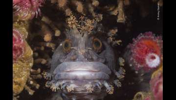 The Wildlife Photography Awards Brings 25 Pics That Show The Beauty And Brutality In Nature The Wildlife Photography Awards Brings 25 Pics That Show The Beauty And Brutality In Nature