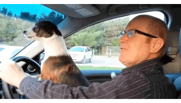 Tiny Dog Goes Bonkers With Joy To Be At Park