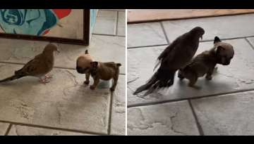 Tiny Puppy Gives His Dove Friend Piggyback Rides