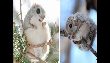 Undoubtedly, These Flying Squirrels Are The Cutest Fluffy Animals On Earth Undoubtedly, These Flying Squirrels Are The Cutest Fluffy Animals On Earth