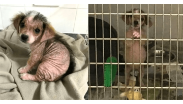 Woman Rescues Half-Bald Puppy – After Three Months, She’s Unrecognizable Woman Rescues Half-Bald Puppy – After Three Months, She’s Unrecognizable