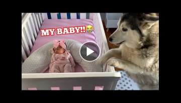 Husky Sneaks Into Newborn Babies Crib! Then Falls Asleep Cuddling!
