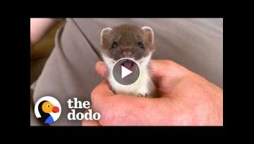 Tiny Baby Stoat Has The Best Reaction When She Meets Someone Like Her | The Dodo Little But Fierc... Tiny Baby Stoat Has The Best Reaction When She Meets Someone Like Her | The Dodo Little But Fierc...
