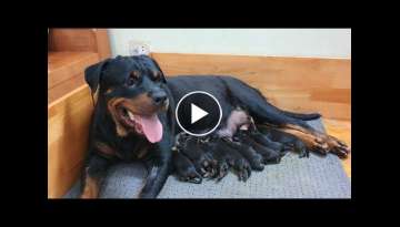 How to Help Give Birth to a Puppy
