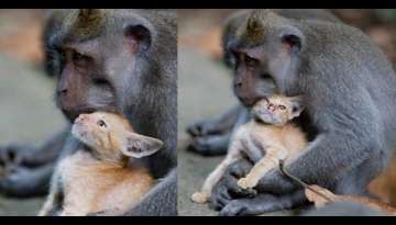 Monkey Finds Tiny Kitten And Cuddles Him Like It’s Her Own Baby (Video Inside) Monkey Finds Tiny Kitten And Cuddles Him Like It’s Her Own Baby (Video Inside)