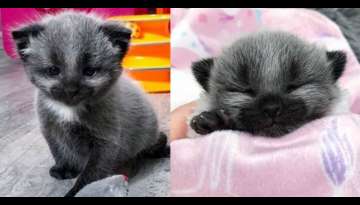 MEET ‘Jenie’ The Kitten with Unusual Coat is Taken in By Cat Family After Being Found on Side... MEET ‘Jenie’ The Kitten with Unusual Coat is Taken in By Cat Family After Being Found on Side...