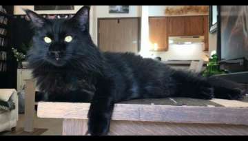 Meet Reginald, Black smoke Maine Coon Hypnotic Beautiful eyes (Video Inside) Meet Reginald, Black smoke Maine Coon Hypnotic Beautiful eyes (Video Inside)