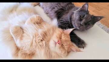 Meet Buster and Luna, Biggest and Fluffy Maine Coon Can Easily Sleep When His Friend Helps Him (V... Meet Buster and Luna, Biggest and Fluffy Maine Coon Can Easily Sleep When His Friend Helps Him (V...