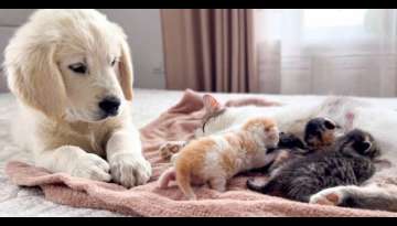 Hard to believe that! The Golden Retriever Puppy Reacts to Baby Kittens (Video Inside)