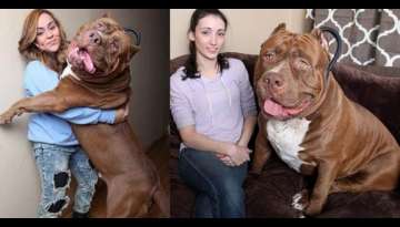 MEET ‘Hulk’ The Giant 175lb Family Pit Bull in the World (Video Inside) MEET ‘Hulk’ The Giant 175lb Family Pit Bull in the World (Video Inside)