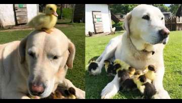 MEET ‘Fred’ The Labrador retriever adopted 9 Ducklings as his own Puppies (Video Inside) MEET ‘Fred’ The Labrador retriever adopted 9 Ducklings as his own Puppies (Video Inside)