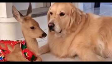 Baby Deer and Golden Retriever Are Adorable Friends (Video Inside) Baby Deer and Golden Retriever Are Adorable Friends (Video Inside)