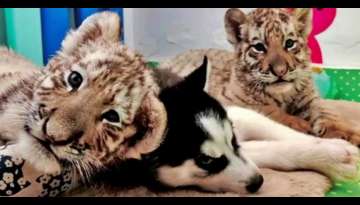 Unusual Friendship! Husky Puppy Meets Baby Tigers and Become Friends (Video Inside)
