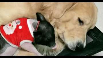 MEET ‘Bene’ Golden Retriever Becomes Mom to Cute Piglet (Video Inside) MEET ‘Bene’ Golden Retriever Becomes Mom to Cute Piglet (Video Inside)