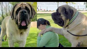 MEET ‘ZORBA’ The English Mastiff, The World Heaviest Dog (Video Inside) MEET ‘ZORBA’ The English Mastiff, The World Heaviest Dog (Video Inside)