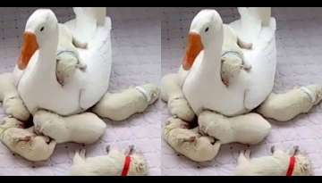 Cuteness Overload! Gentle Goose Preciously Watches Over Newborn Puppies (Video Inside) Cuteness Overload! Gentle Goose Preciously Watches Over Newborn Puppies (Video Inside)