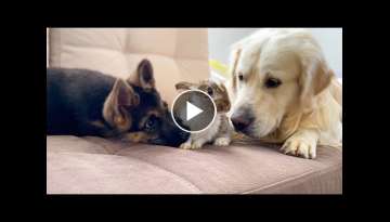 Golden Retriever and German Shepherd Puppy Meet New Baby Rabbit