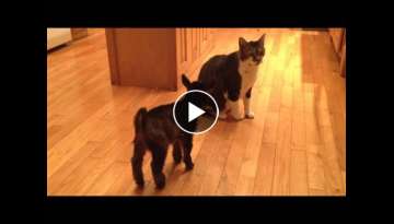 Baby Goat Tries to Headbutt Cat