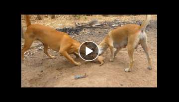 OMG pity baby dog cry loudly so hurt why Mom teach and bit & hit her baby like this OMG pity baby dog cry loudly so hurt why Mom teach and bit & hit her baby like this