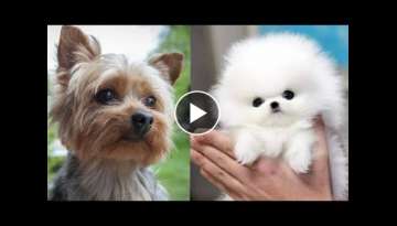 Top 10 razas de perros mas pequenos del mundo