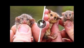 Rare Pygmy Possums Rediscovered After Fears Bushfires Wiped Them Out Rare Pygmy Possums Rediscovered After Fears Bushfires Wiped Them Out