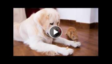 Rabbit Sam Steals Food From Dog Bailey & They Play Together
